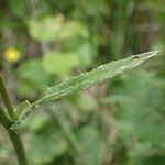 Cirsium dissectum Foglia