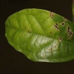 Glycydendron amazonicum ഇല