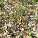 Ophrys speculumFloare