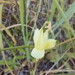 Narcissus triandrus花