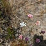 Armeria arenaria Квітка