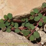 Euphorbia chamaesyce Diğer