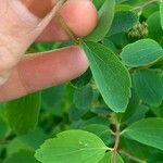 Spiraea betulifolia Hostoa