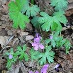 Geranium asphodeloides Ліст