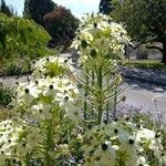 Ornithogalum saundersiae Õis