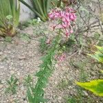 Lopezia racemosa Цветок