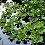 Pistia stratiotes Habit