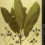 Daphniphyllum himalense Nyingine