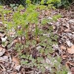 Thalictrum dioicum Hábito