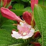 Weigela hortensis 花