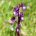 Anacamptis laxiflora Flor