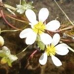 Ranunculus aquatilis ഇല