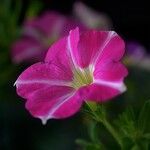 Petunia x hybrida 花