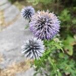 Echinops bannaticus Floro