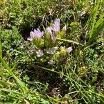 Gentianella ramosa Floare