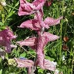 Salvia viridis Leaf