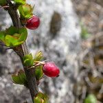 Berberis angulosa Costuma