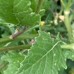 Rapistrum rugosum Leaf