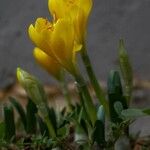 Sternbergia lutea Fleur