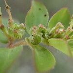 Euphorbia prostrata Frutto