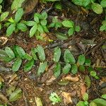 Dalbergiella welwitschii Hoja