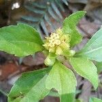 Acanthospermum australe Blüte