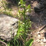 Platanthera algeriensis অন্যান্য