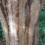 Acer cappadocicum പുറംതൊലി