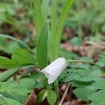 Anemone sylvestrisVirág