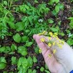 Zizia aurea Flower