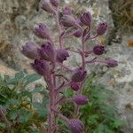 Saxifraga media Floare