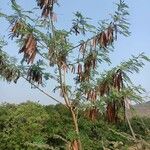 Leucaena leucocephalaFrugt