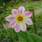 Dahlia tenuicaulis Blomst