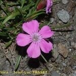 Dianthus glacialis Λουλούδι