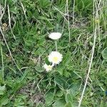 Bellis perennisBloem