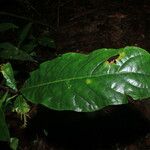 Amasonia arborea Frunză