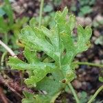 Pelargonium exhibens Leaf