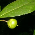 Bourreria costaricensis Mbuma