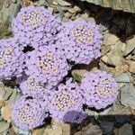 Iberis carnosa Flor