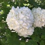 Viburnum macrocephalum 花