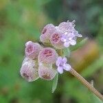 Valeriana vesicaria Ffrwyth