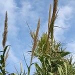 Arundo donax Blomst