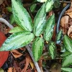 Pellionia repens Leaf