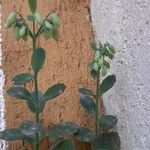 Kalanchoe miniata Flower