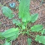 Rumex pulcher Leaf