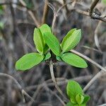 Lonicera caerulea Φύλλο