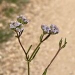 Valeriana coronata Flower