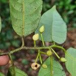 Myristica fragrans Fleur