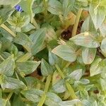 Lysimachia foemina Likasa