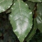 Elaeagnus × submacrophyllaᱥᱟᱠᱟᱢ